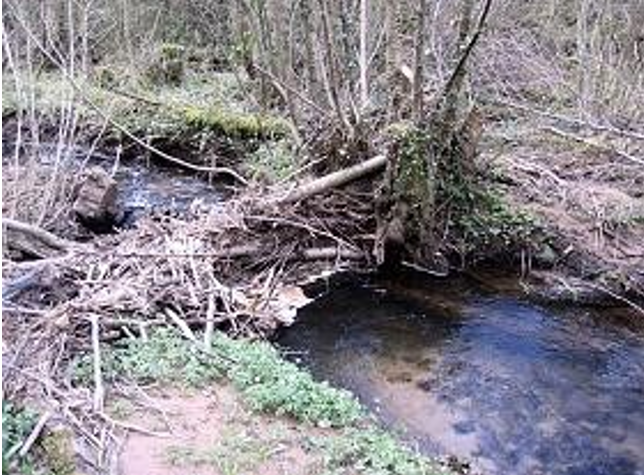 Re-wilding Streams: Letting Nature Control Flooding