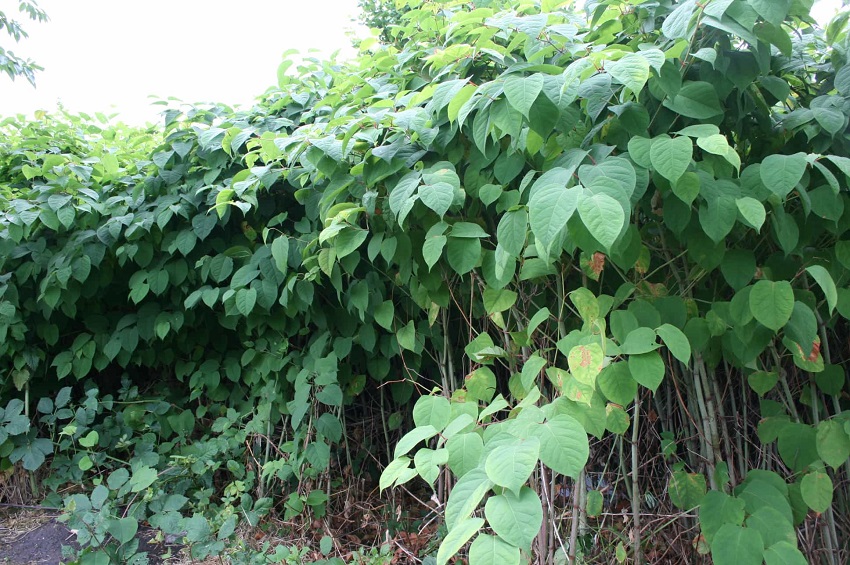 A huge number of homeowners whose homes border railway tracks have complained to Network Rail for failing to control the proliferation and spread of Japanese Knotweed.