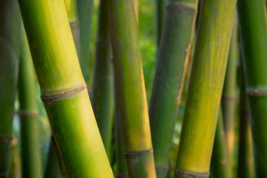 Will Bamboo Replace The Invasive Japanese Knotweed?
