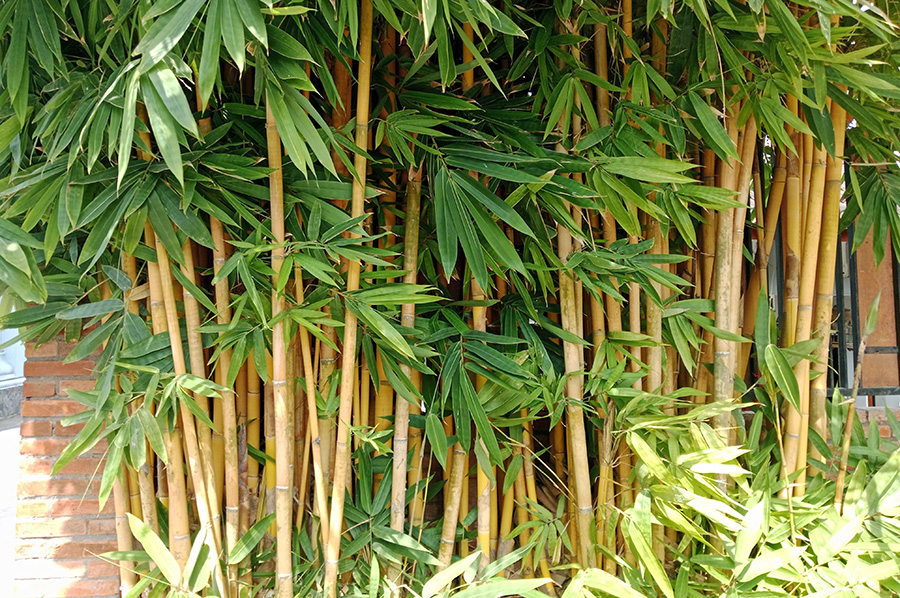 Bamboo growing against a brick wall in a garden