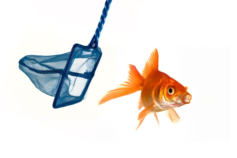 A goldfish escapes from a blue net