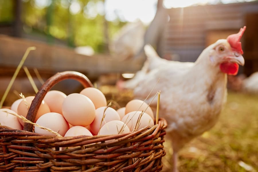 A chicken and a basket of eggs
